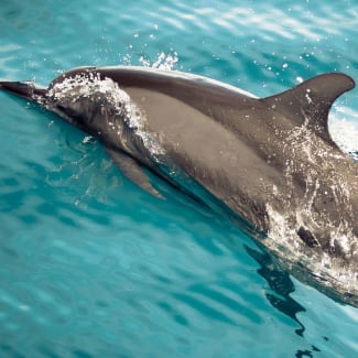 Dolphin in clear water