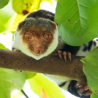 Cuscus on a tree