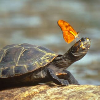 A turtle with butterfly on his head