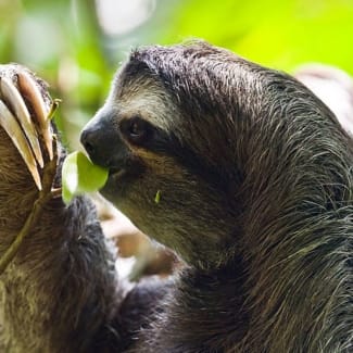 A sloth eating a leaf