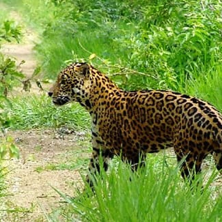 A jaguar