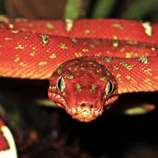 Red boa