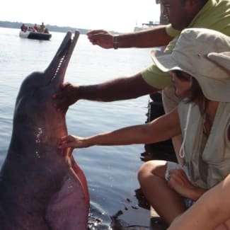 People feeding a pink dolphin