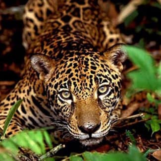 The jaguar