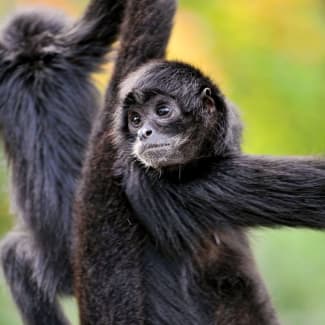 Spider monkeys on a tree