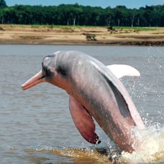 Pink dolphin