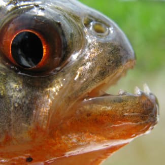 Piranha close up