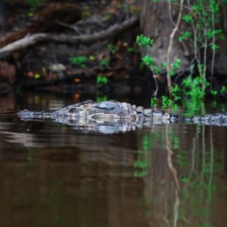 Caiman in the river