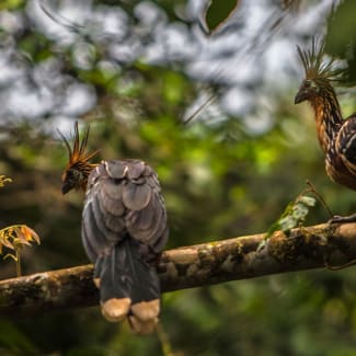 Hoatzin Stinky Turkey Amazon