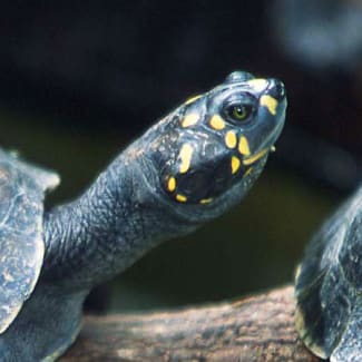 A turtle with yellow dots on the head