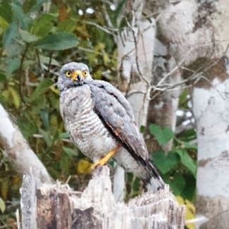 An bird on a branch