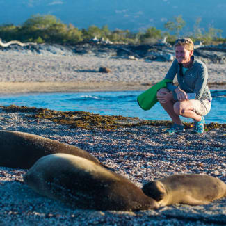 A woman on a beach looking at seals