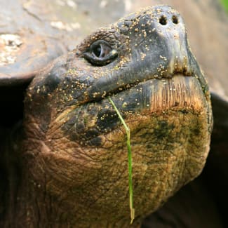 Tortoise closeup