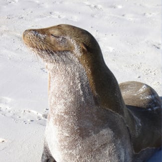 Sea Lion on Beach