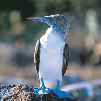 La Pinta Birding Booby