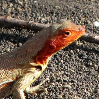 Red facd lava lizard