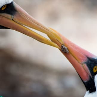 Two beaks of boobies