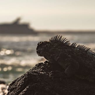 Iguana n the rock looking at the ship in the distance