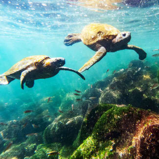 Two Sea turtles in the clear water