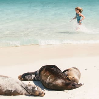 Sea lions on the beach and girl i the sea behind