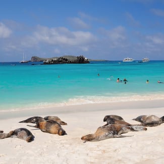 Sea lions on the beach