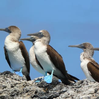 Birds on the rock