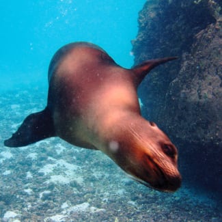 Sea lion under water