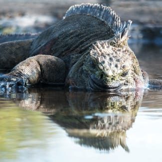 Iguana in the water