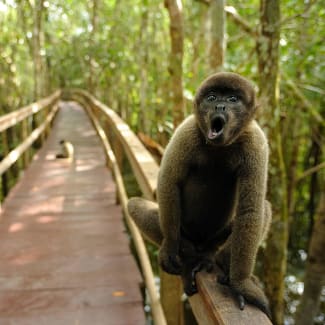 Walkway in the trees and a monkey sitting in the railing