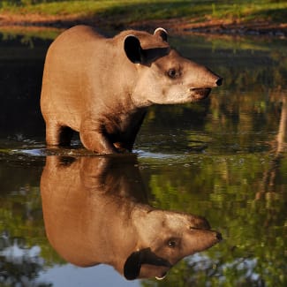 Tapir standing in a water