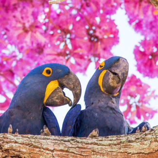Two macaws looking happy
