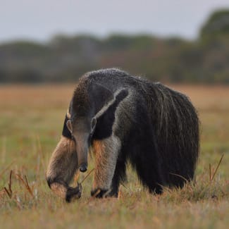 A large antearter roaming