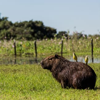 Capibara潘塔纳凯门鳄小屋