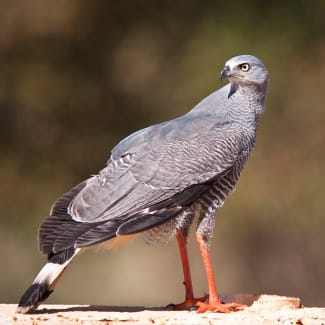 Hawk in pantanal