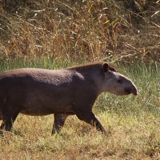 Tapir in the Pantanal