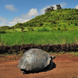 Tortoise and a lodge in the background