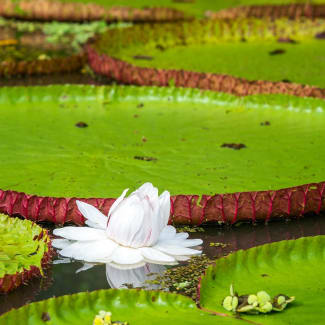 Flower Of The Victoria Amazonica Or Victoria Regia