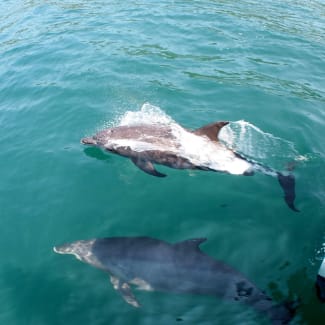 Dolphins in the water