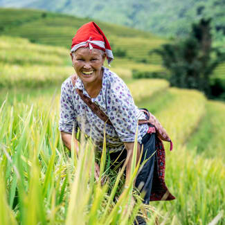 A woman from the ethnic group in the rice paddy