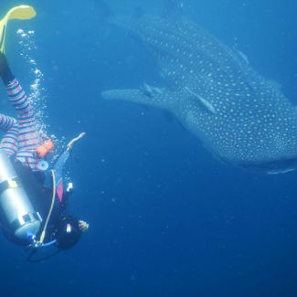 Diver with a shark