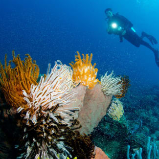 Diver at the coral reef