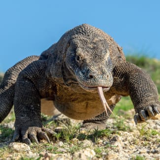 Komodo dragon