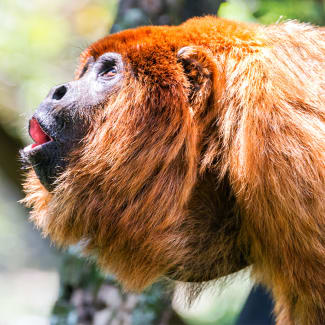 Howler Monkey in Pacaya Samiria Natural Reserve