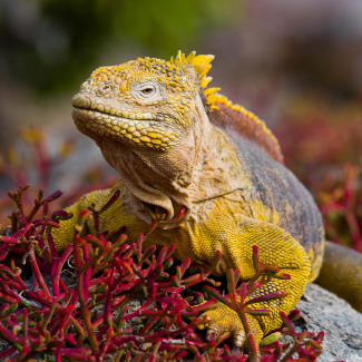 land iguana