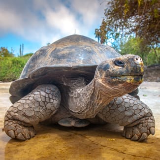 Giant Tortoise in Galapagos Islands