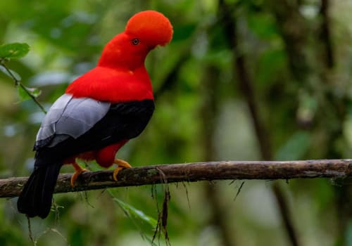 cock-of-the-rock perched