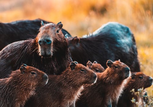 Group Capybara Argentina Wetlands