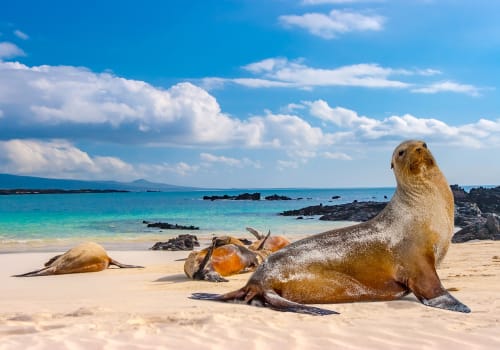 Seals Sleeping On The Beach