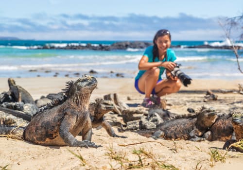 A Lady Taking Photos Of Marine Iguanas