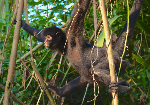 Spider,Monkey,In,The,Trees,Of,The,Amazon,Rainforest,,Madre